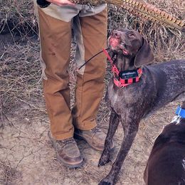 German Shorthaired Pointers from Janice Shriver