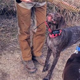 German Shorthaired Pointers from Janice Shriver