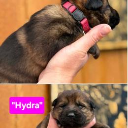 Girl 1 - Sable female German Shepherd puppy in Farmington, Maine from Pine State Shepherds