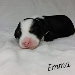 Emma - Tri-color female Bernedoodle puppy in Eau Claire, Wisconsin from Fisher River Doodle's