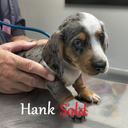 Dachshund Puppies from Costal Cream Doxies