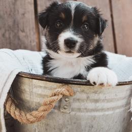 Australian Shepherd Puppies from Huckleberry Hill Aussies LLC.