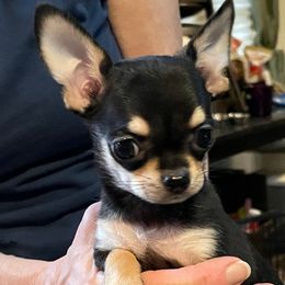 Carmen - Black and tan Chihuahua puppy in Indianapolis, Indiana from Bellastaff