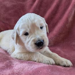 Pink Female - Light golden female Golden Retriever puppy in Roseburg, Oregon from Unbound Goldens
