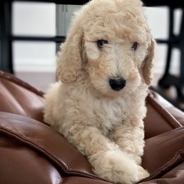 Poodle Puppies from Home of Doodles