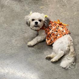 Hope Jo - Shihpoo