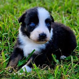 Stripes - Black tri-color male Australian Shepherd puppy in Silex, Missouri from Small Town Australian Shepherds
