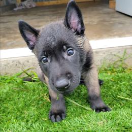 Vilkas - Mahogany male Belgian Malinois puppy in Sanger, Texas from Faubion Malinois