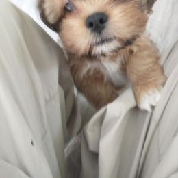 Lhasa Apso Puppies from Lauren McGlynn's Lhasa Apso Puppies
