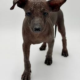 Cole - Black male Xoloitzcuintli puppy in West Jordan, Utah from Majestic Nakids