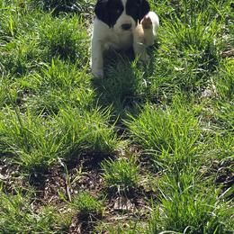 Indianapolis Clowns - Black and white male English Springer Spaniel puppy in Palisade, Colorado from Bigfoot's Kennel