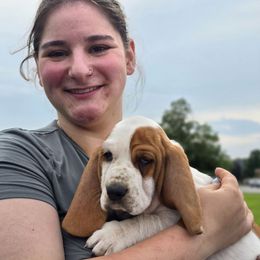 Rosalind - Mahogany and white female Basset Hound puppy in Lebanon, Ohio from Golden Acres Dachshunds and Bassets