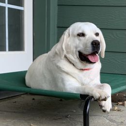 Labrador Retriever All Grown Up from Chateau St. John