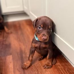 Teal collar female - Red and rust female Doberman Pinscher puppy in Madison, Indiana from Jensen Dobermans and Dachshunds