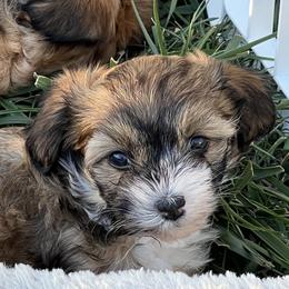 Coco - Sable female Chinese Crested puppy in Springfield, Oregon from Rose’s Chinese Cresteds