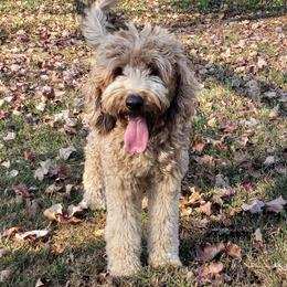Forest - Labradoodle