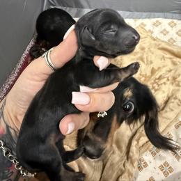 Dachshund Puppies from NM Doxie Dugout