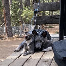 Australian Cattle Dog Puppies from Adcock Ranch Cattle Dogs