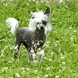 Gimmick - Black and white female Chinese Crested puppy in Rockvale, Tennessee from Cosmic Chinese Cresteds & Wind-Echo Poodles