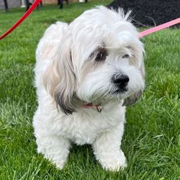 Susie - Lhasa Apso