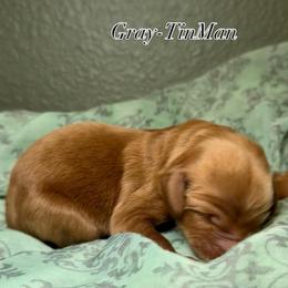 Gray-TinMan - Red  male Goldendoodle puppy in Fresno, California from D & L Doodles LLC