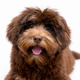 Australian Labradoodles, Cavapoos, Goldendoodles, Golden Mountain Doodles, and Poodles from Dawson's Royal Companions