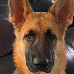 German Shepherds from Pine Ridge Kennels