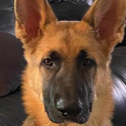 German Shepherds from Pine Ridge Kennels