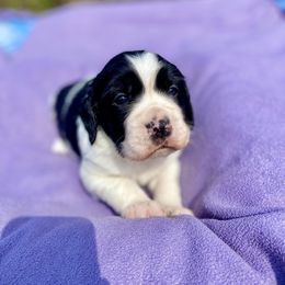 English Springer Spaniel puppies from Hurds Hound Haven