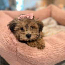 Leah - Salt and pepper female Miniature Schnauzer puppy in Orange City, Florida from Xaysha’s Miniature Schnauzers