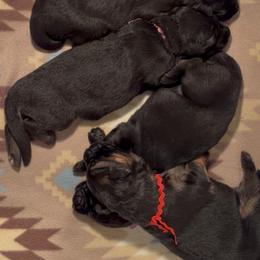 Girl 4 - Black female German Shepherd puppy in Valley Springs, South Dakota from Von Pasch German Shepherds