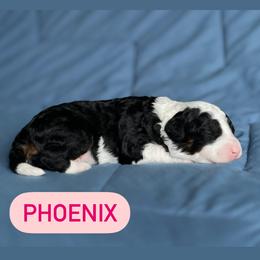 Aussiedoodle Puppies from JK Mini Doodles
