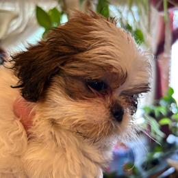 Cookie - Sable and white female Shih Tzu puppy in Victorville, California from Precioustzus