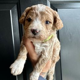 Buddy - Apricot male Poodle puppy in Adolphus, Kentucky from Deerly Poodles