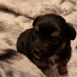 Daisy - Black tri female Miniature Australian Shepherd puppy in Harpers Ferry, West Virginia from Carter's Cuties