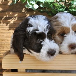 Australian Labradoodles from Leslie Kalwara