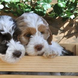 Australian Labradoodles from Leslie Kalwara