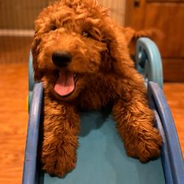 Boy 2 - Mint Green - Red  Goldendoodle puppy in Mansfield, Texas from Double H Doodles