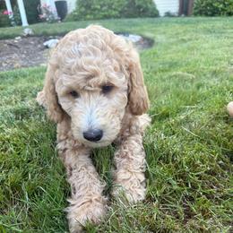 Opal - Apricot female Goldendoodle puppy in Corvallis, Oregon from Rosie's Doodle Den