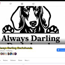 Dachshund Puppies from Always Darling Dachshunds