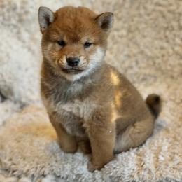 Ricki - Red male Shiba Inu puppy in Trenton, Nebraska from Prairie Shibas