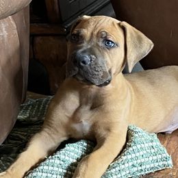 Boerboel Puppies from Heritage Boerboels