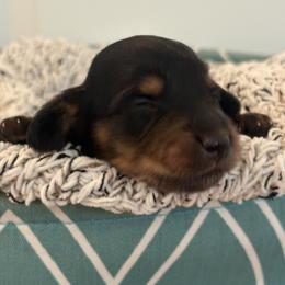 Muffin - Black and tan female Dachshund puppy in Vancouver, Washington from Cascade Minis