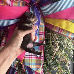 Amaris girl - Black and tan female Pomeranian puppy in Fayetteville, North Carolina from Tar-heel Poms