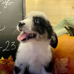 Scout - Blue merle Miniature Australian Shepherd puppy in Kentucky from Natural Life Ranch