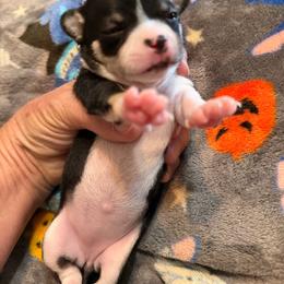 Susie - Black and white female Chihuahua puppy in Amity, Pennsylvania from Rhoda and Verna