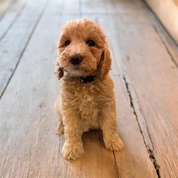Pearl - Apricot female Goldendoodle puppy in Macclenny, Florida from Baker County Goldendoodles