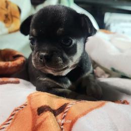 Nikolai - Black and tan male Chihuahua puppy in Gerald, Missouri from OutLaw Chihuahua's