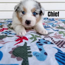 Chief - Blue merle male Australian Shepherd puppy in Kearney, Nebraska from Helix Aussies