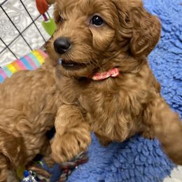 Goldendoodle Puppies from Coal Country Doodles